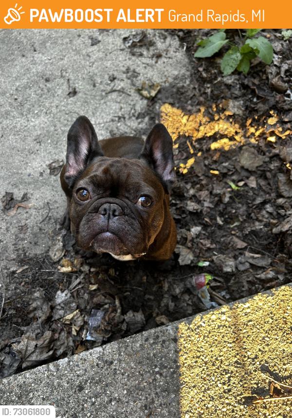 Found/Stray Female Dog last seen Fulton, Grand Rapids, MI 49504