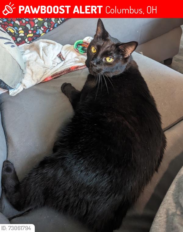 Lost Female Cat last seen Hard Road , Columbus, OH 43235