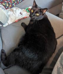 Lost Female Cat last seen Hard Road , Columbus, OH 43235