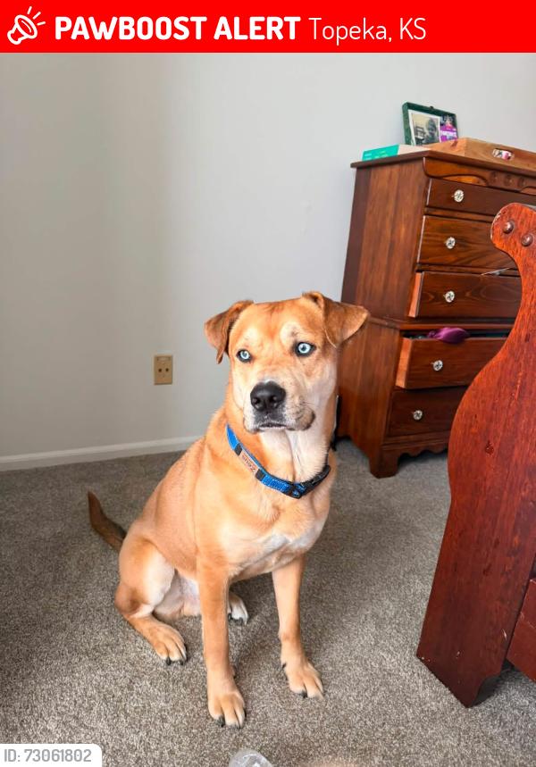 Lost Male Dog last seen 29th and Fairlawn, Topeka, KS 66614