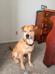 Lost Male Dog last seen 29th and Fairlawn, Topeka, KS 66614