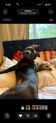 Lost Male Dog last seen Immokalee, Urban Estates, FL 34119