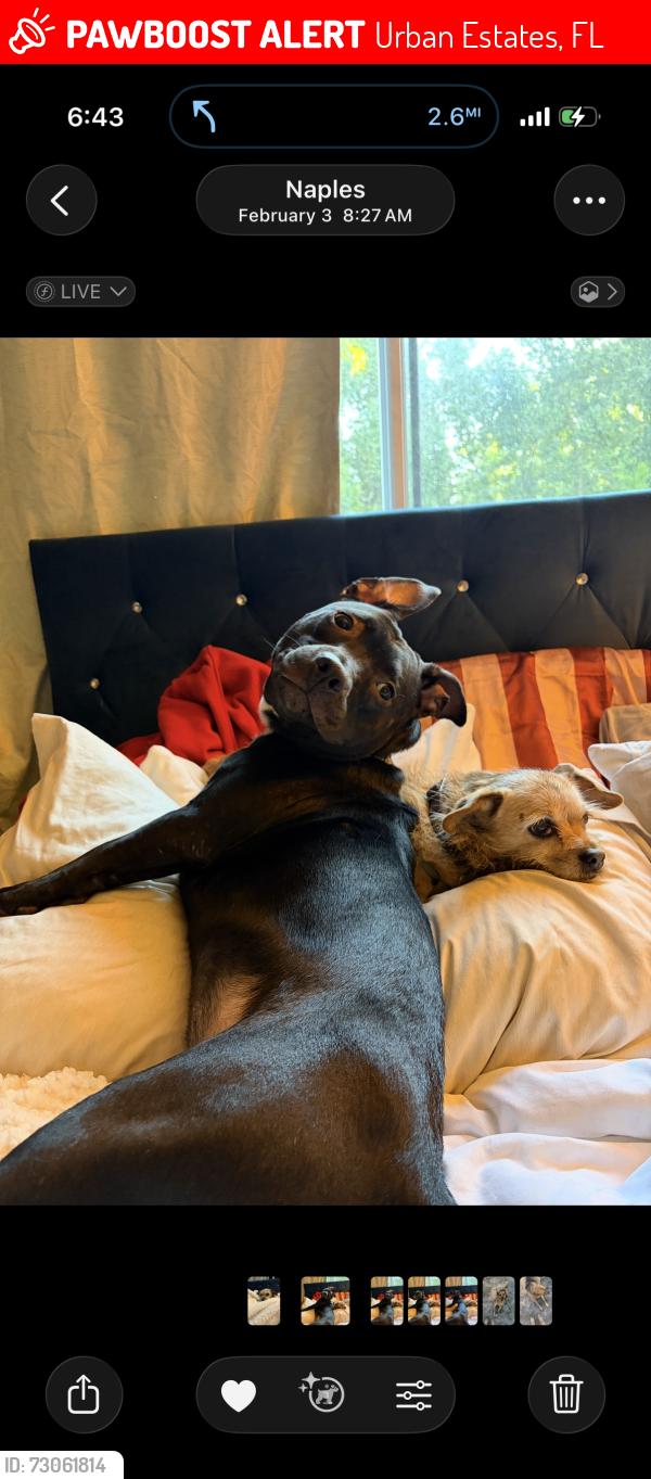 Lost Male Dog last seen Immokalee, Urban Estates, FL 34119