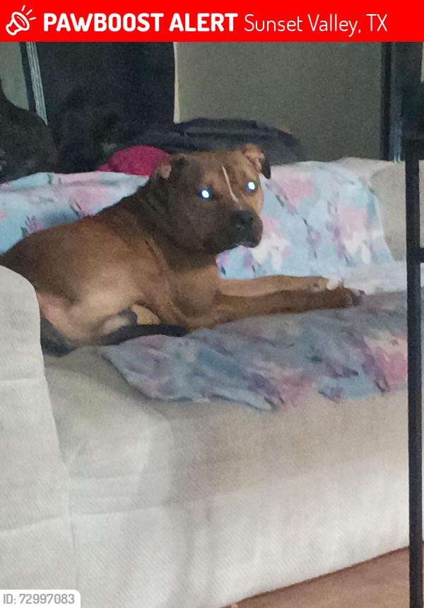 Lost Male Dog last seen Car wash on South 1st Street by Ben White boulevard, Sunset Valley, TX 78745