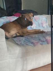Lost Male Dog last seen Car wash on South 1st Street by Ben White boulevard, Sunset Valley, TX 78745
