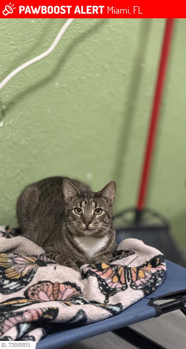 Lost Male Cat last seen Trailer park, Miami, FL 33150