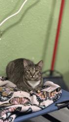 Lost Male Cat last seen Trailer park, Miami, FL 33150