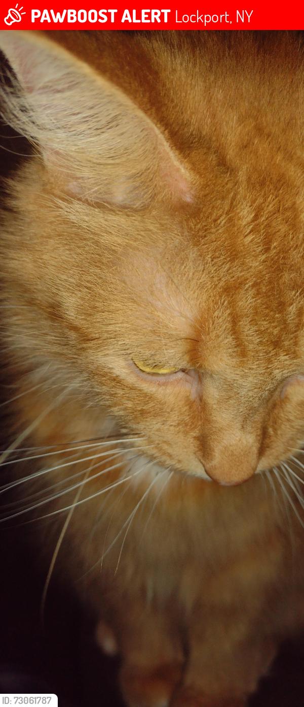 Lost Female Cat last seen Erie st.  Washburn st., Lockport, NY 14094