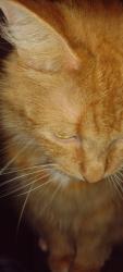 Lost Female Cat last seen Erie st.  Washburn st., Lockport, NY 14094