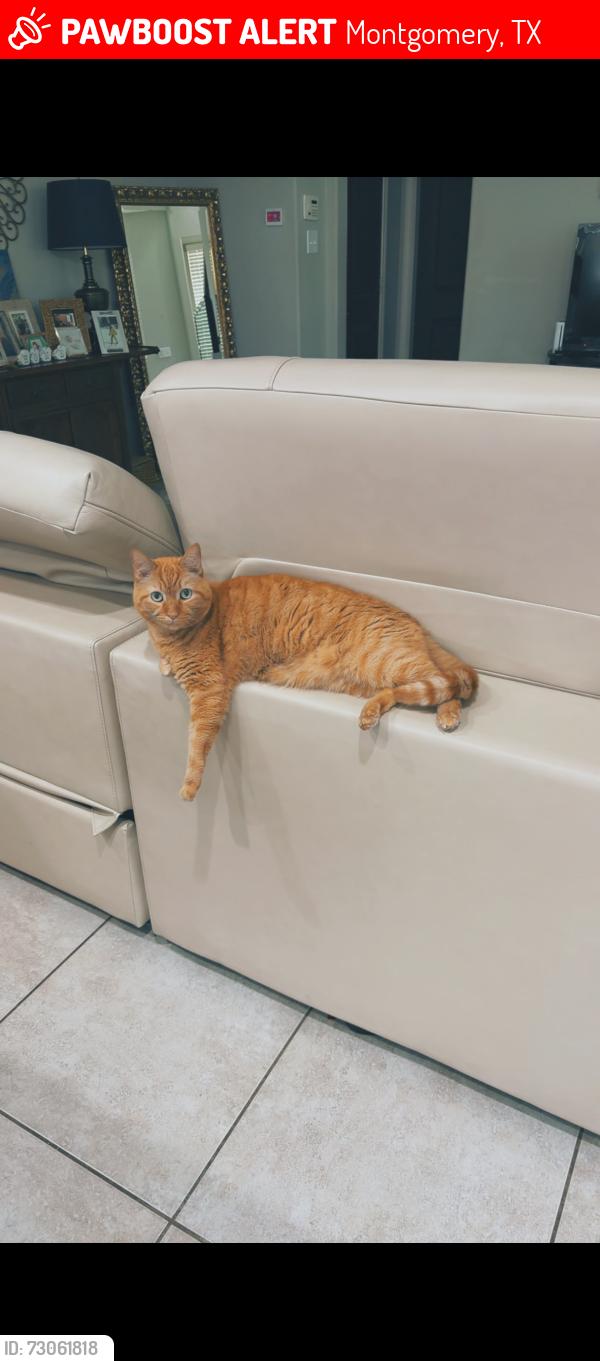 Lost Male Cat last seen Woods by culd a sac maybe?, Montgomery, TX 77316