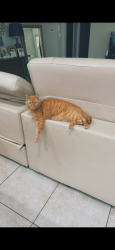 Lost Male Cat last seen Woods by culd a sac maybe?, Montgomery, TX 77316