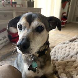 Reunited Female Dog last seen Shirlane morrow, Albuquerque, NM 87106