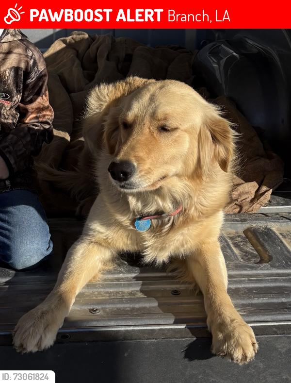 Lost Female Dog last seen Hwy 13 & White Oak Hwy, Branch, LA 70516