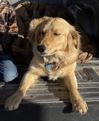 Lost Female Dog last seen Hwy 13 & White Oak Hwy, Branch, LA 70516