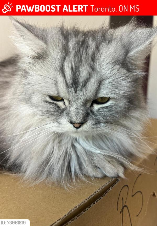 Lost Male Cat last seen Bellefontaine St , Kenfin Ave (Scarborough), Toronto, ON M1S