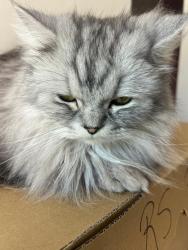 Lost Male Cat last seen Bellefontaine St , Kenfin Ave (Scarborough), Toronto, ON M1S