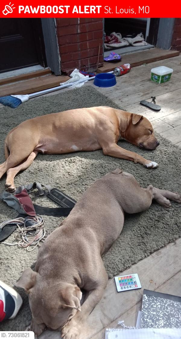 Lost Female Dog last seen Arkansas and Miami, St. Louis, MO 63118