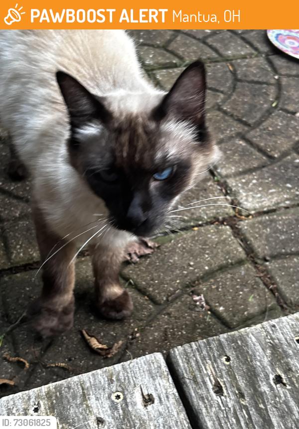Found/Stray Unknown Cat last seen Roundup Lake Campground, Mantua, OH 44255