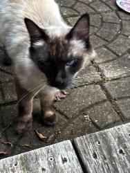 Found/Stray Unknown Cat last seen Roundup Lake Campground, Mantua, OH 44255