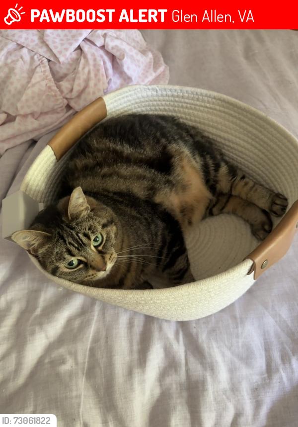 Lost Female Cat last seen Stonewick Dr & Grey Oaks Dr, Glen Allen, VA 23059