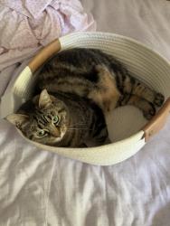 Lost Female Cat last seen Stonewick Dr & Grey Oaks Dr, Glen Allen, VA 23059