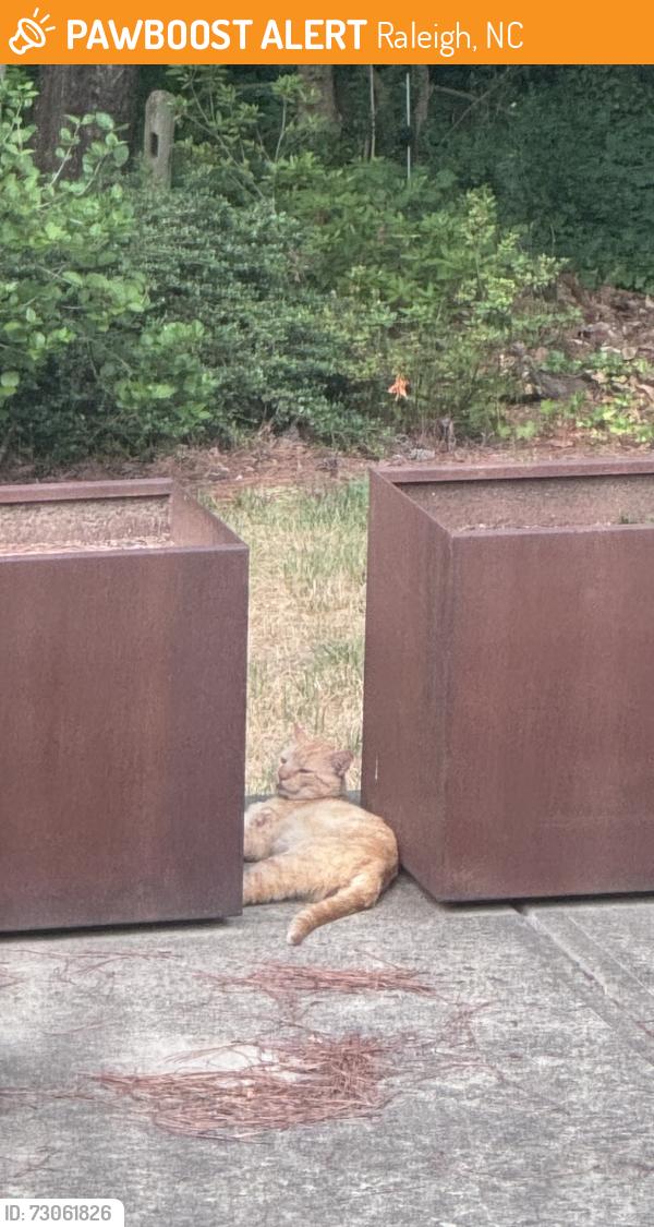 Found/Stray Unknown Cat last seen Six Forks and Crestview, Raleigh, NC 27609
