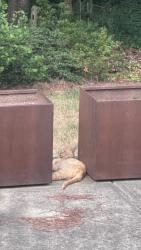 Found/Stray Unknown Cat last seen Six Forks and Crestview, Raleigh, NC 27609