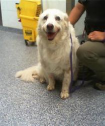 Shelter Stray Female Dog last seen CHARLOTTE, 8315 Byrum Dr, Charlotte, NC 28217, USA