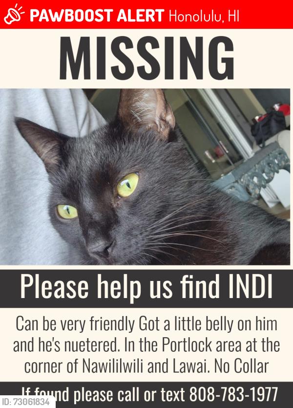 Lost Male Cat last seen Lawai and nawiliwili, Honolulu, HI 96825