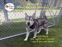 Shelter Stray Male Dog last seen , 1850 W 60th St, Los Angeles, CA 90047, USA