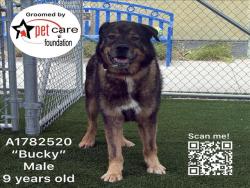 Shelter Stray Male Dog last seen , 1850 W 60th St, Los Angeles, CA 90047, USA