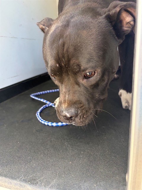 Shelter Stray Male Dog last seen Near BLK 10TH ST, BAKERSFIELD, CA, 201 S Mt Vernon Ave, Bakersfield, CA 93307, USA
