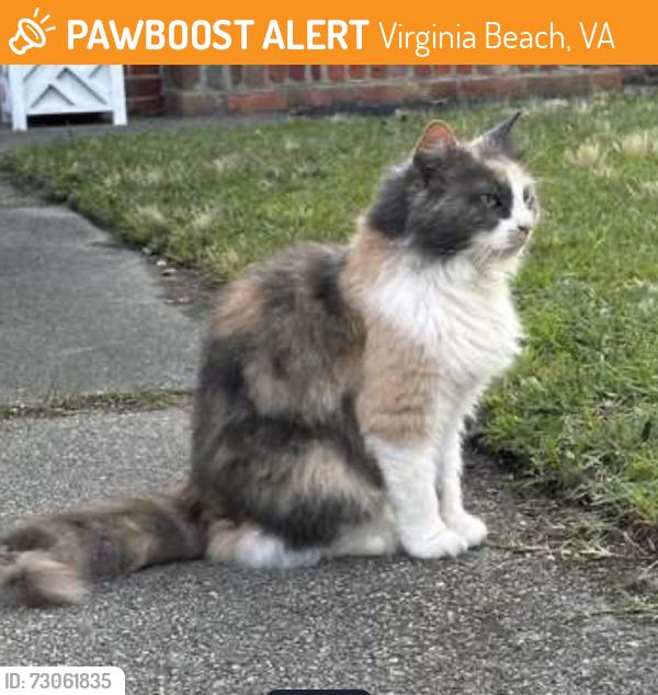 Found/Stray Female Cat last seen Between 83rd and 84th Streets north end VB, Virginia Beach, VA 23451
