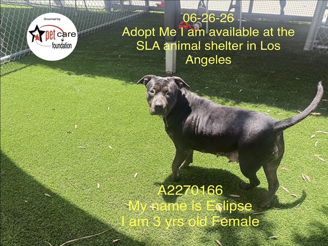 Shelter Stray Female Dog last seen , 1850 W 60th St, Los Angeles, CA 90047, USA