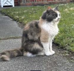 Found/Stray Female Cat last seen Between 83rd and 84th Streets north end VB, Virginia Beach, VA 23451