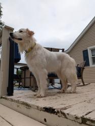Reunited Female Dog last seen Bethlehem Lutheran Church, Washington County, PA 15301