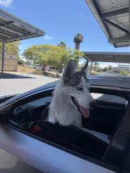 Found/Stray Male Dog last seen 47th and Franklin near the gas station, San Diego, CA 92113
