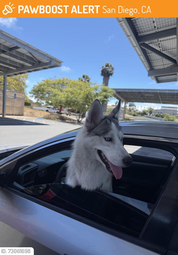 Found/Stray Male Dog last seen 47th and Franklin near the gas station, San Diego, CA 92113