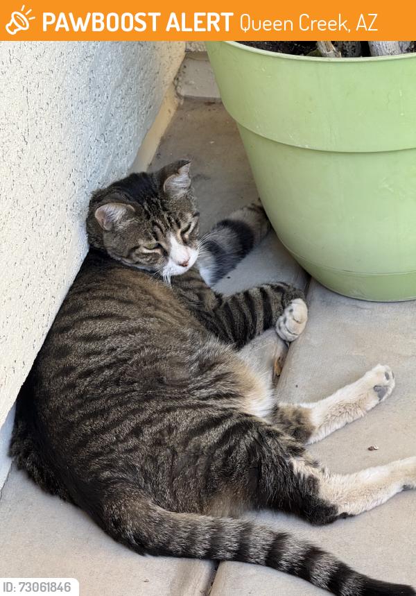 Found/Stray Female Cat last seen Crismon Rd, Ocotillo Rd, Queen Creek, AZ 85142
