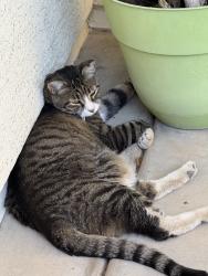 Found/Stray Female Cat last seen Crismon Rd, Ocotillo Rd, Queen Creek, AZ 85142