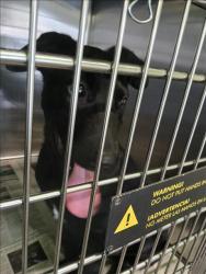 Shelter Stray Male Dog last seen , 1850 W 60th St, Los Angeles, CA 90047, USA