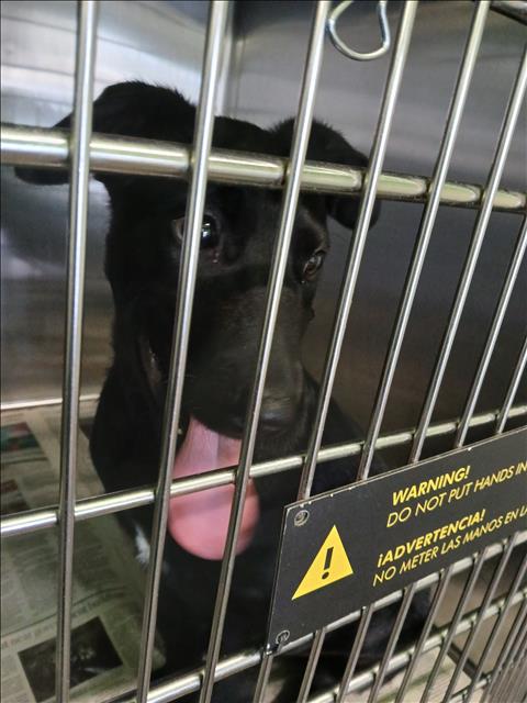 Shelter Stray Male Dog last seen , 1850 W 60th St, Los Angeles, CA 90047, USA