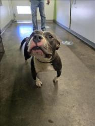 Shelter Stray Female Dog last seen , 1850 W 60th St, Los Angeles, CA 90047, USA