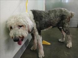 Shelter Stray Female Dog last seen , 1850 W 60th St, Los Angeles, CA 90047, USA