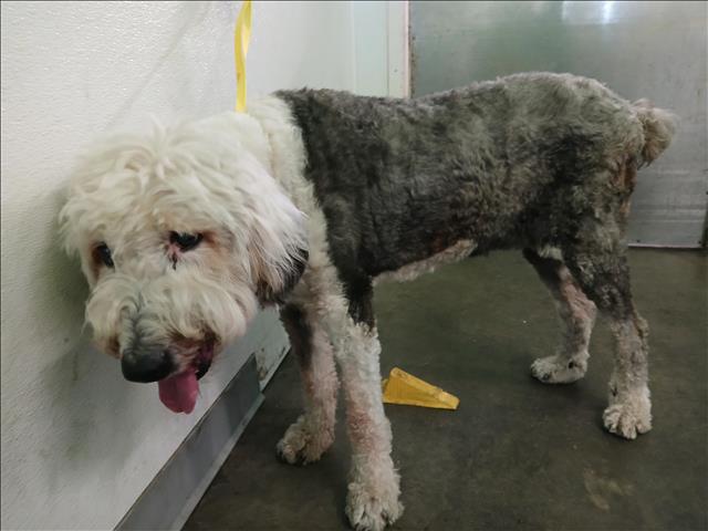 Shelter Stray Female Dog last seen , 1850 W 60th St, Los Angeles, CA 90047, USA