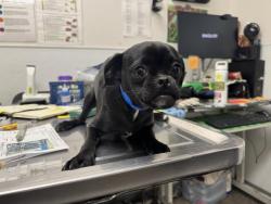 Shelter Stray Male Dog last seen , 1850 W 60th St, Los Angeles, CA 90047, USA