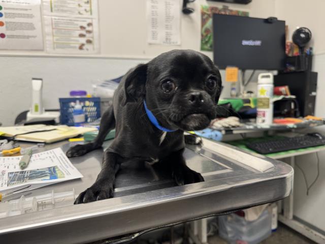 Shelter Stray Male Dog last seen , 1850 W 60th St, Los Angeles, CA 90047, USA