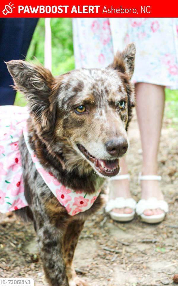 Lost Female Dog last seen Old cedar falls rd, Asheboro, NC 27203