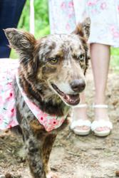 Lost Female Dog last seen Old cedar falls rd, Asheboro, NC 27203