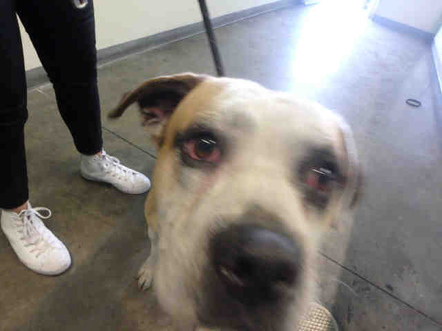 Shelter Stray Male Dog last seen , 1850 W 60th St, Los Angeles, CA 90047, USA